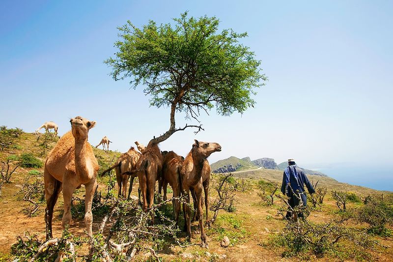 Dromadaires dans le Jabal Al Qamar - Dhofar - Oman 