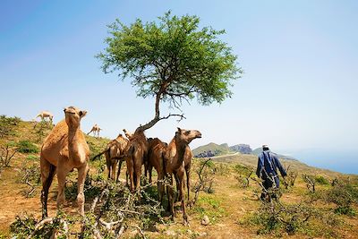 De Mascate à Salalah sur la route de l'encens 4