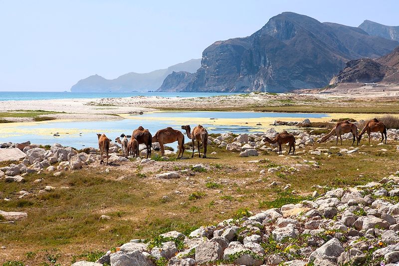 De Mascate à Salalah sur la route de l'encens