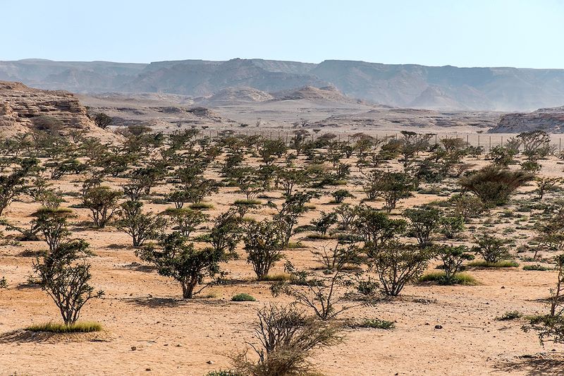 Wadi Dawka - Land of Frankincense - Oman
