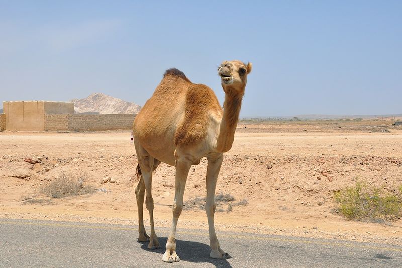 Les incontournables d'Oman 