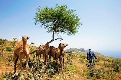 voyage La grande traversée d'Oman, du Nord au Sud