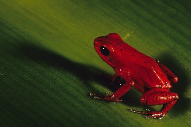 Grenouille rouge - Panamá