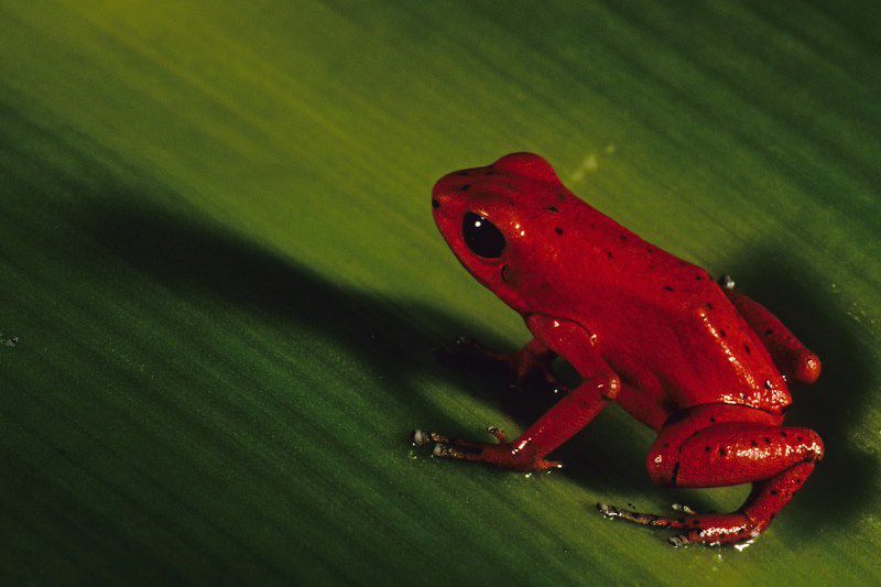 Grenouille rouge - Panamá