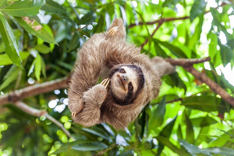 Un paresseux accroché à sa branche - Panama