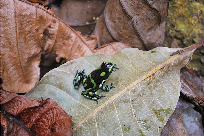 Grenouille - Panama