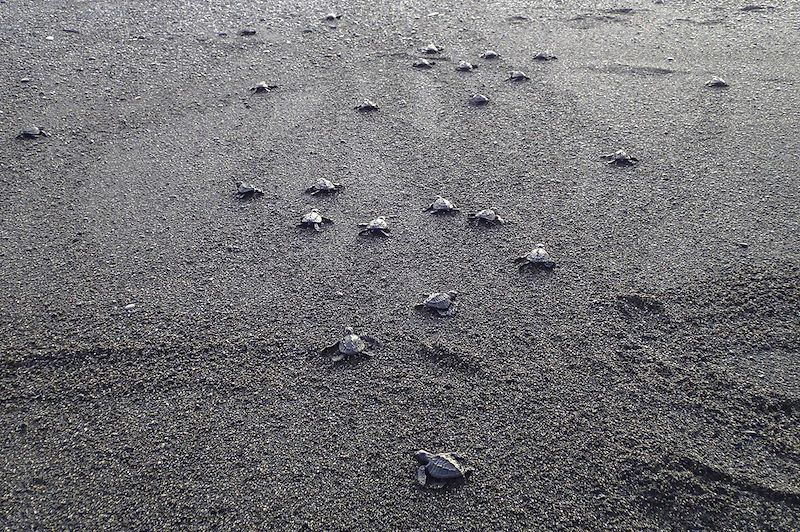 Tortues marines sur la plage - Parc du Darien - Panama