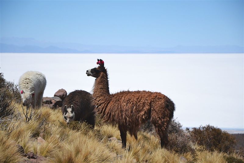 Ascension volcan Tunupa - Salar Uyuni - Bolivie