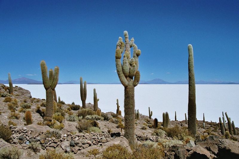 Salar de Uyuní depuis l'île d'Incahuasi - Province d'Antonio Quijarro - Département de Potosí - Bolivie