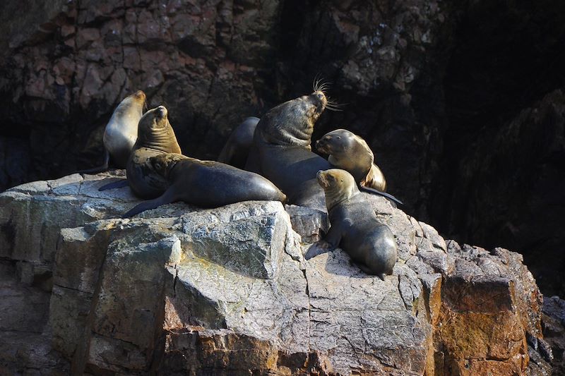 Otaries dans le parc naturel de Paracas - îles Ballestas - Pérou