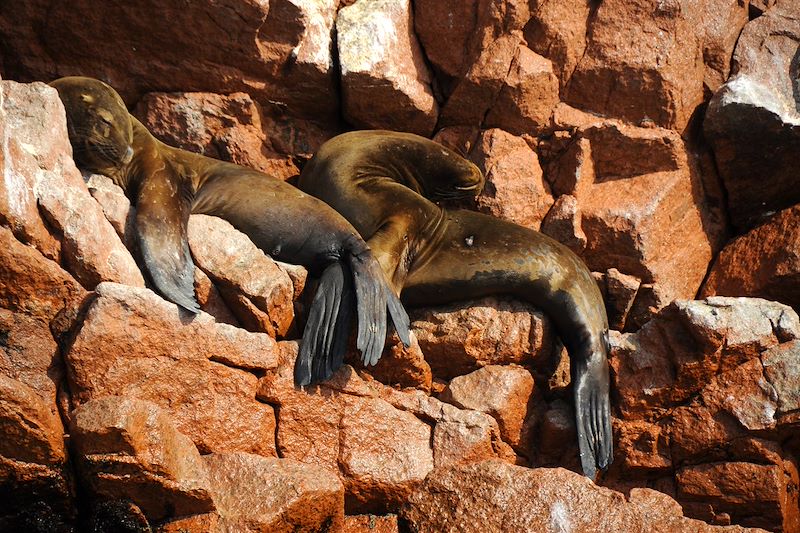 Otaries dans le parc naturel de Paracas - îles Ballestas - Pérou