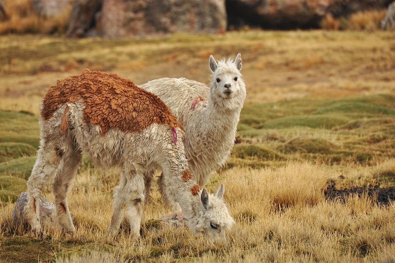 Canyon du Colca - Arequipa - Pérou