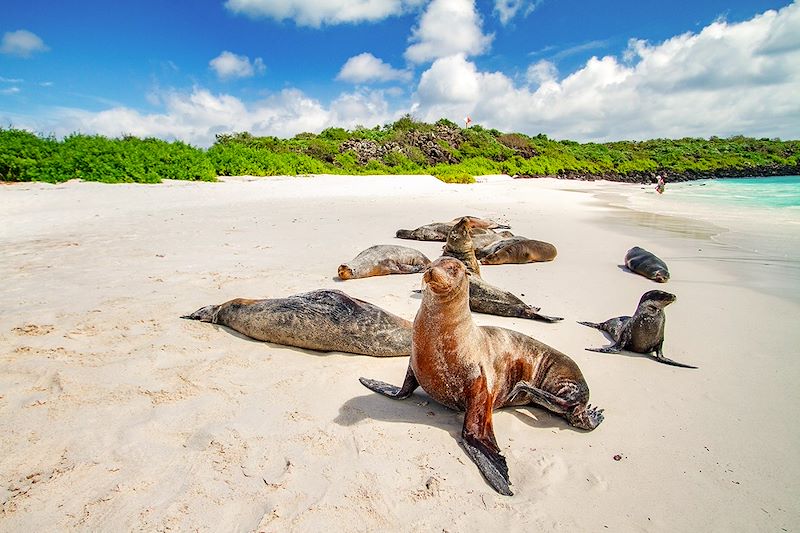 Otaries des Galápagos - Îles Galápagos - Équateur