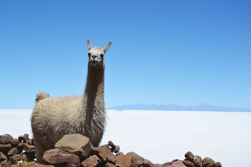 Ascension volcan Tunupa - Salar Uyuni - Bolivie