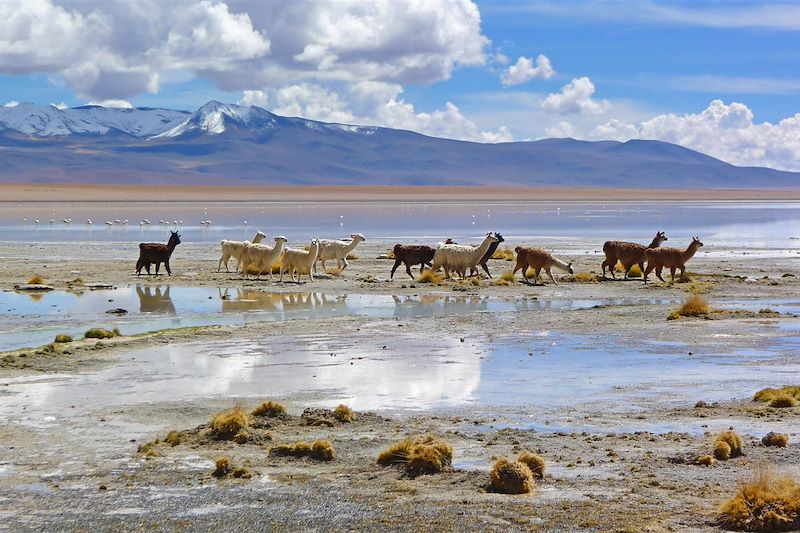 Lamas dans la réserve nationale de faune andine Eduardo Avaroa - Province de Sud Lípez - Département de Potosí - Bolivie