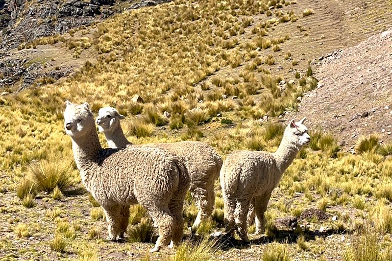 Lamas près de Palccoyo - Département de Cuzco - Pérou