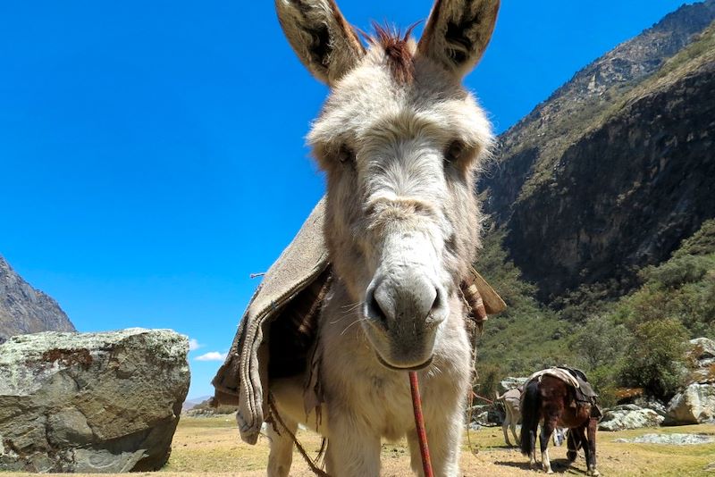 Mule dans la Cordillère blanche - Pérou