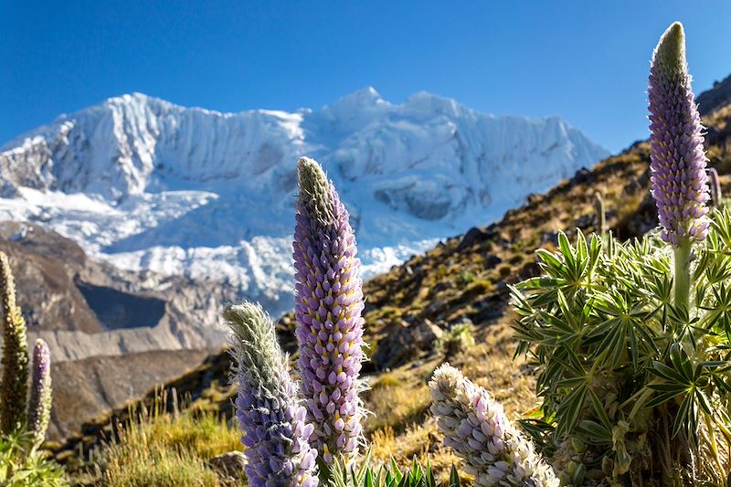 Fleurs dans la Cordillère Huayhuash - Pérou