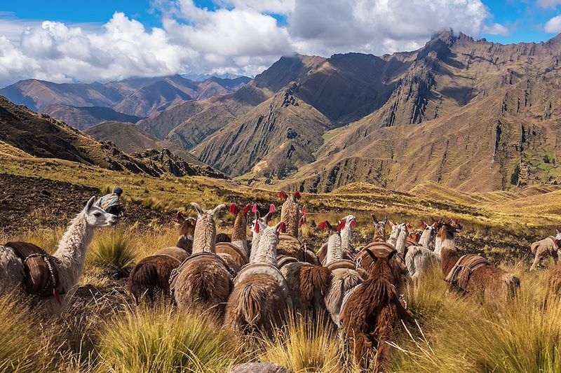 Lamas dans la cordillère des Andes - Région de Cuzco - Pérou