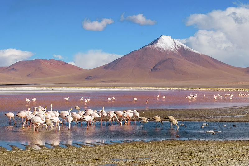 Laguna Colorada - Salar d'Uyuni - Bolivie