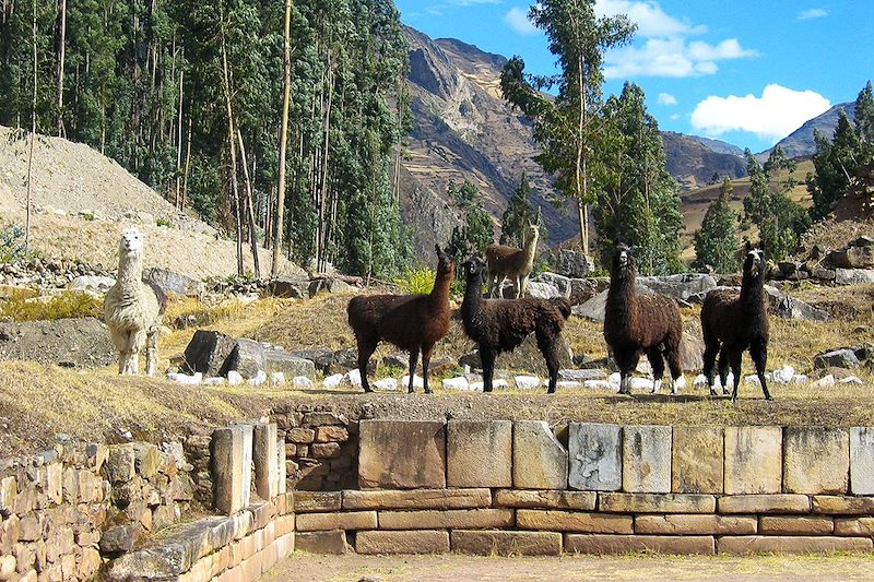 Lamas dans les ruines de Chavín de Huántar - Áncash - Pérou