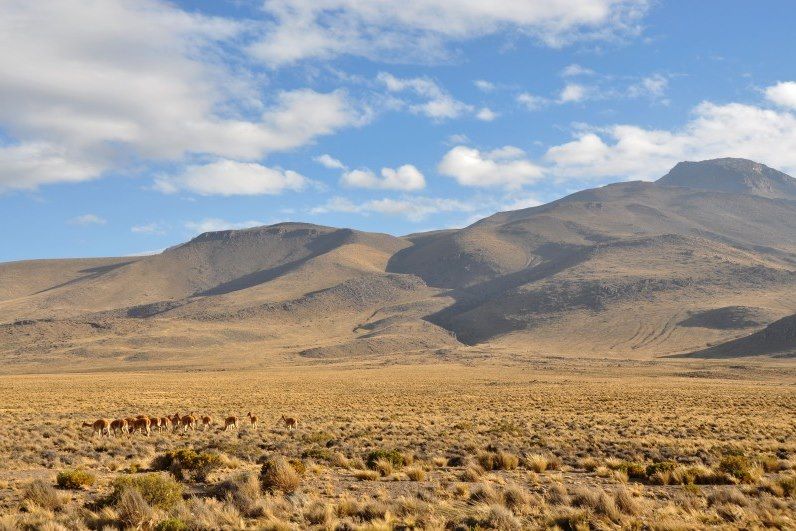 Canyon de Colca - Pérou