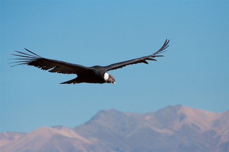 Condor - Canyon de Colca - Pérou