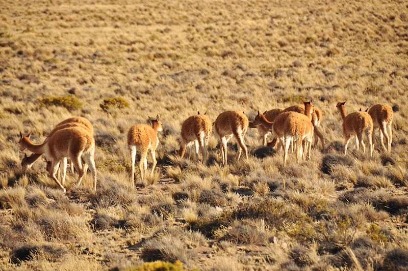 Canyon du Colca - Arequipa - Pérou