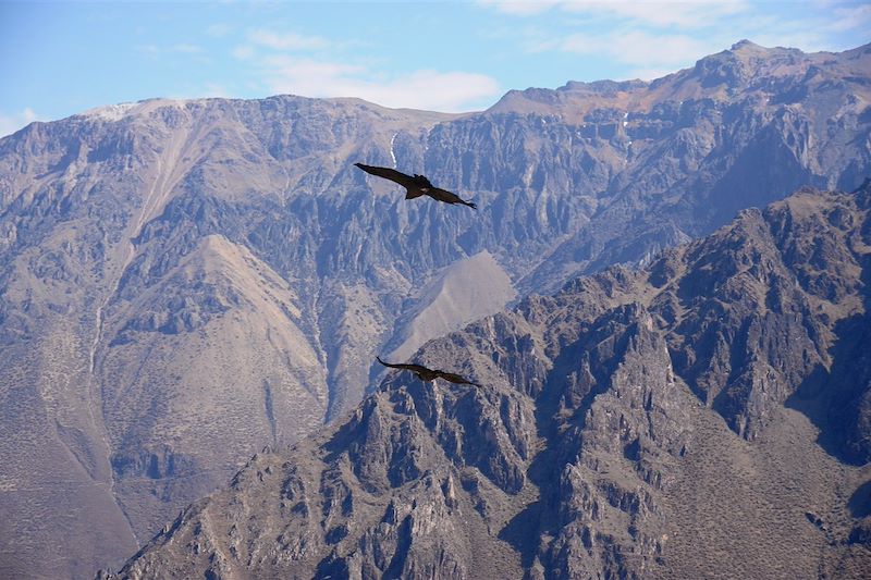 Canyon du Colca - Arequipa - Pérou