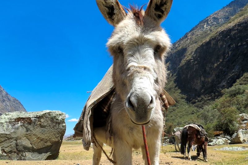 Mule dans la Cordillère blanche - Pérou
