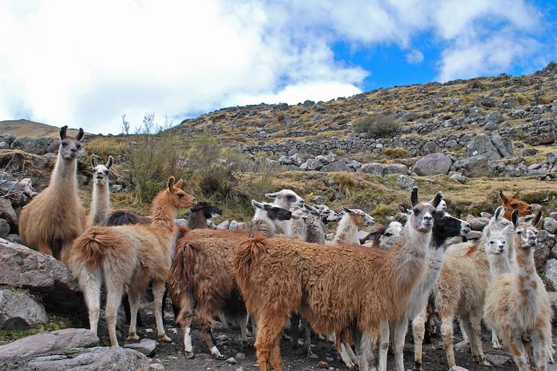 Immersion aux pays des Incas