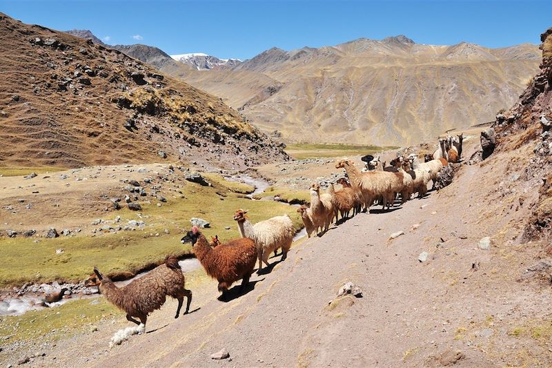 Lamas dans le massif de l'Ausangate - Pérou