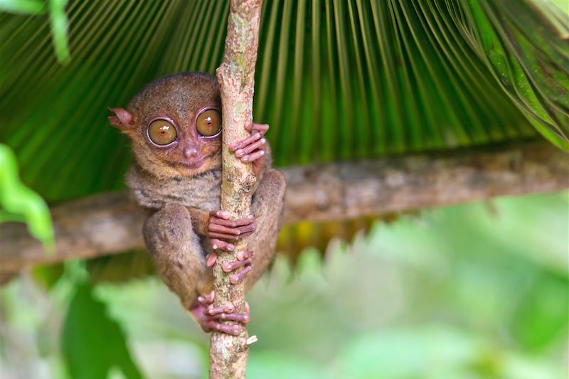 Tarsier - Île de Bohol - Philippines