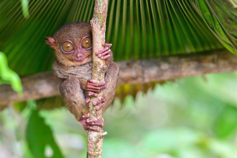 Tarsier - Île de Bohol - Philippines