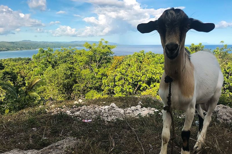 Vue sur l'île de Bohol et une chèvre - Visayas - Philippines