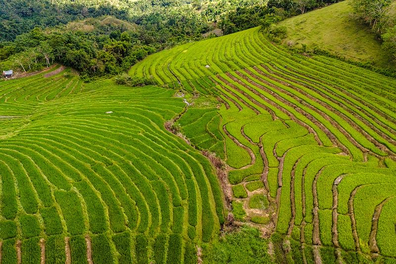Rizières en terrasse de Cadapdapan - Île de Bohol - Philippines