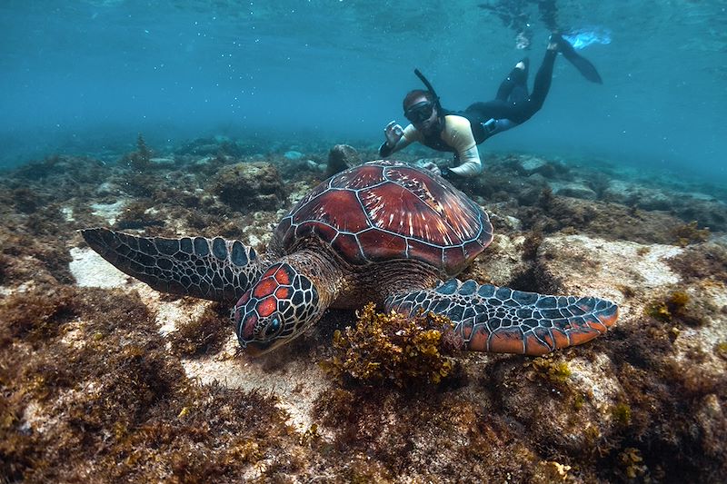 Tortue marine - Île d'Apo - Philippines