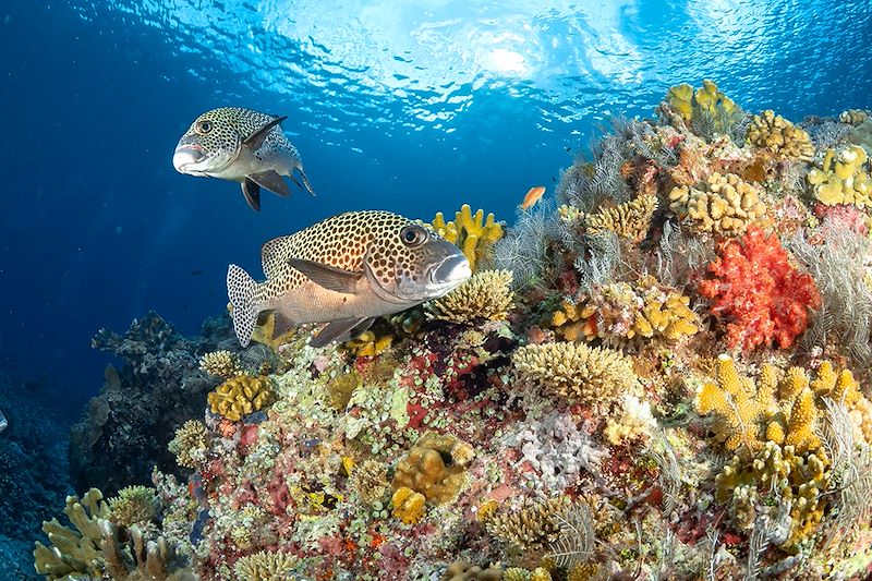 Gaterins arlequins dans les Philippines