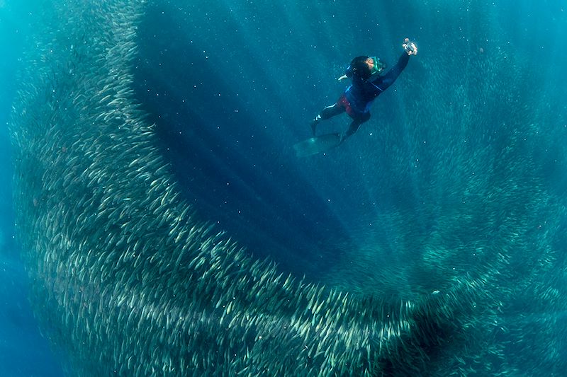 Sardine Run aux Philippines
