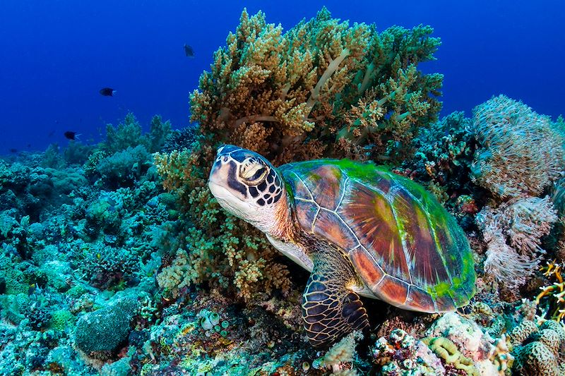Tortue verte aux Philippines