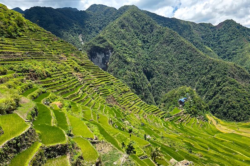 Rizières en terrasse de Banaue - Province d'Ifugao - Philippines