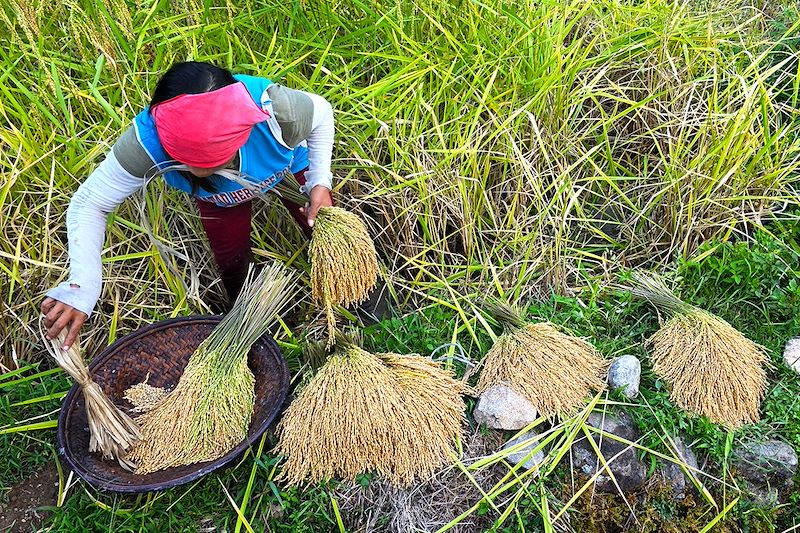 Rizières en terrasse de Banaue - Province d'Ifugao - Philippines