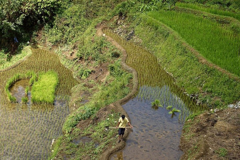 Rizières en terrasses de Banaue - Province d'Ifugao - Ile de Luzon - Philippines