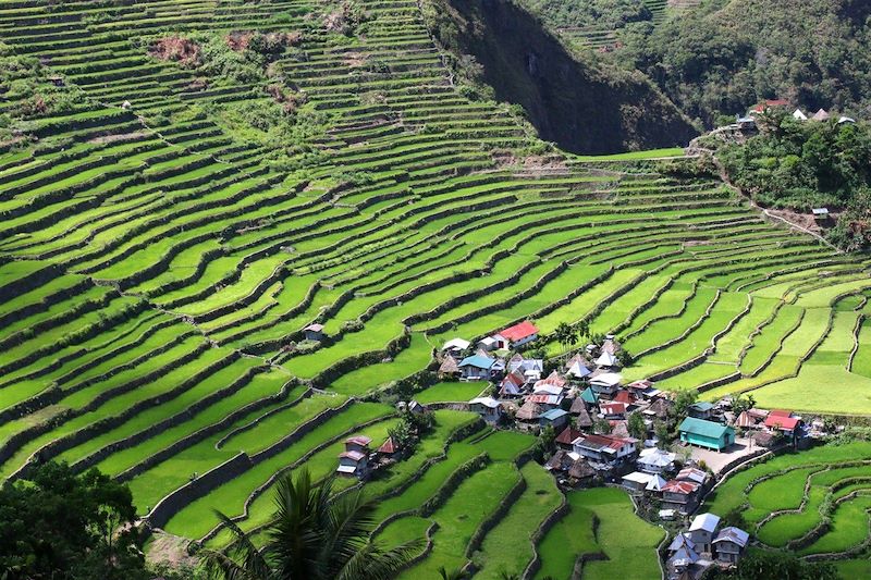 Rizières de Batad - Banaue - Province d'Ifugao - Région administrative de la Cordillère - Luçon - Philippines