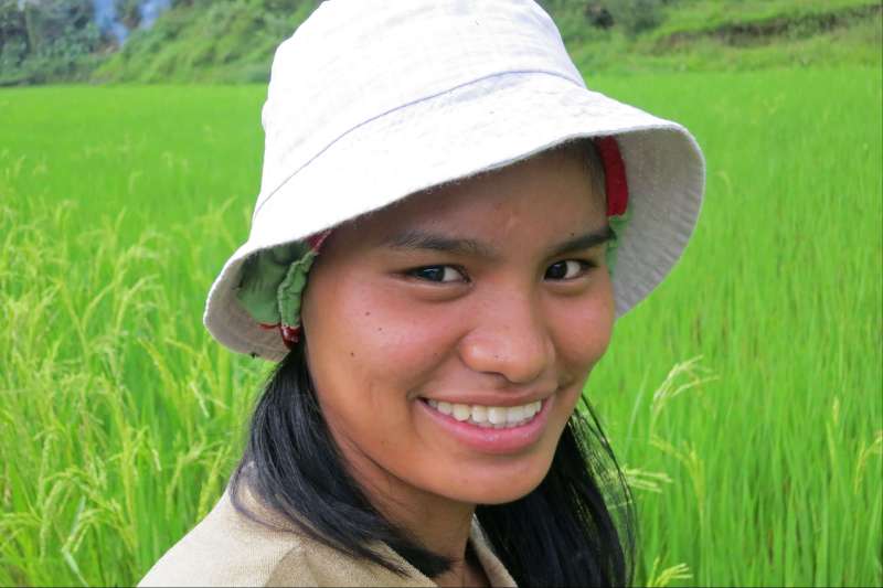 Rizicultrice dans les rizières de Cambulo - Banaue - Province d'Ifugao - Région administrative de la Cordillère - Luçon - Philippines
