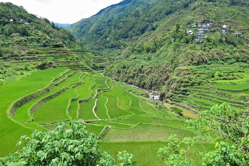 Rizières de Cambulo - Banaue - Province d'Ifugao - Région administrative de la Cordillère - Luçon - Philippines