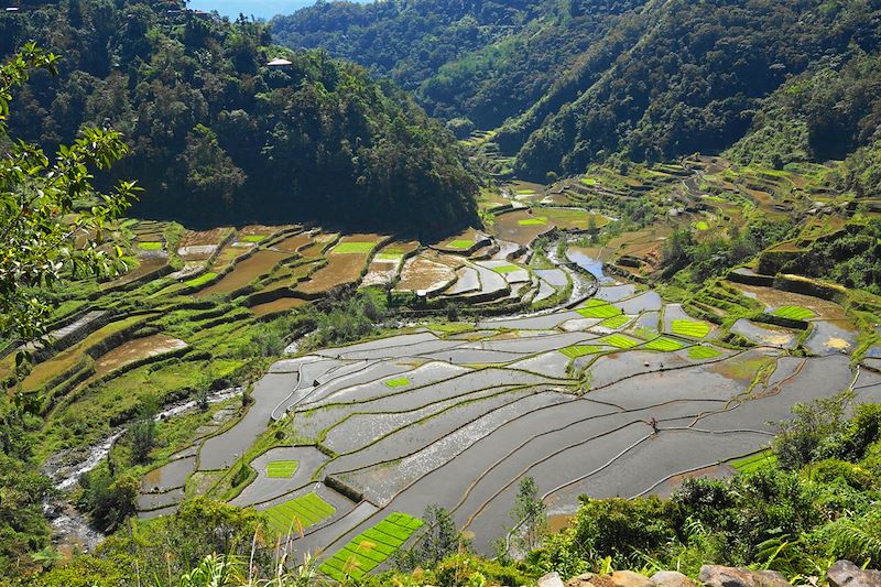 Rizières de Banaue - Province d'Ifugao - Région administrative de la Cordillère - Luçon - Philippines