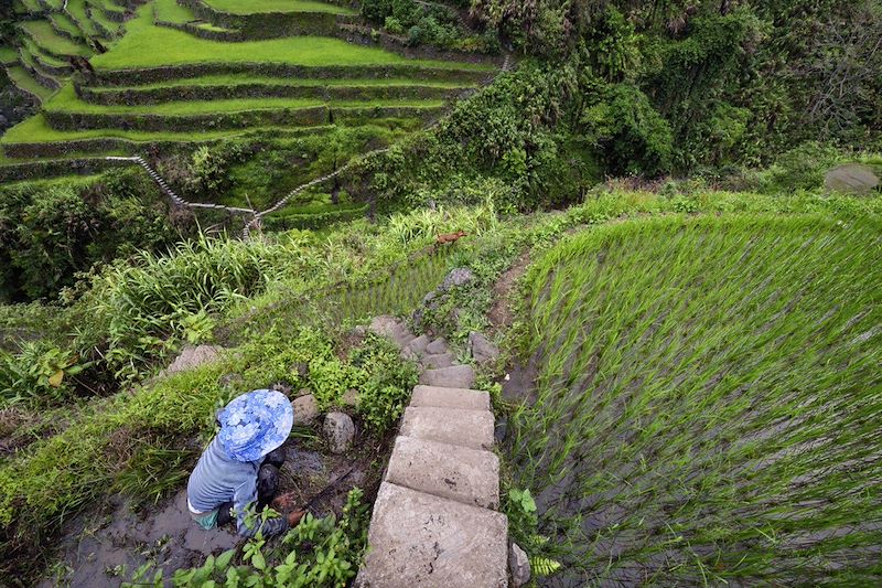 Rizières en terrasses de Banaue - Province d'Ifugao - Ile de Luzon - Philippines