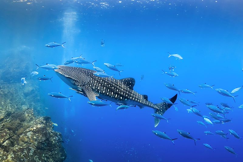 Requin-baleine (Rhincodon typus)