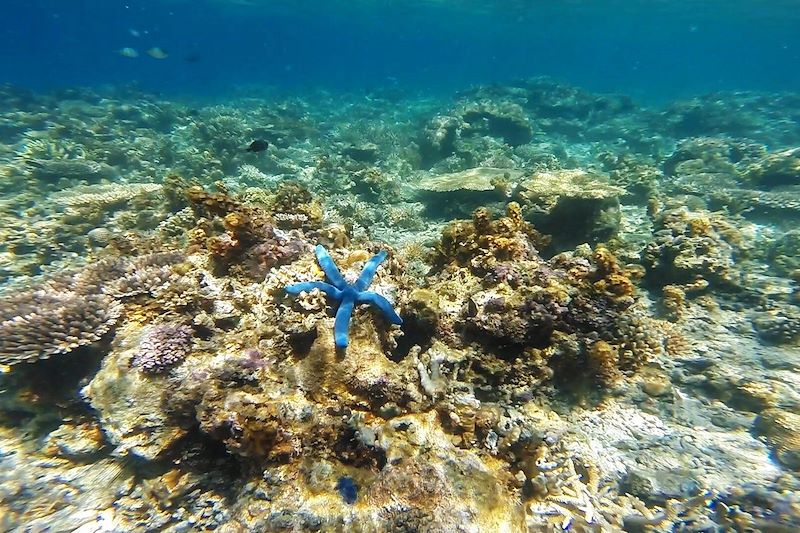 Snorkeling sur l'archipel de Palawan - Philippines
